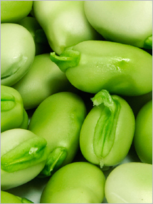 fava_beans