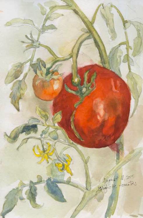 vigliotti_tomato